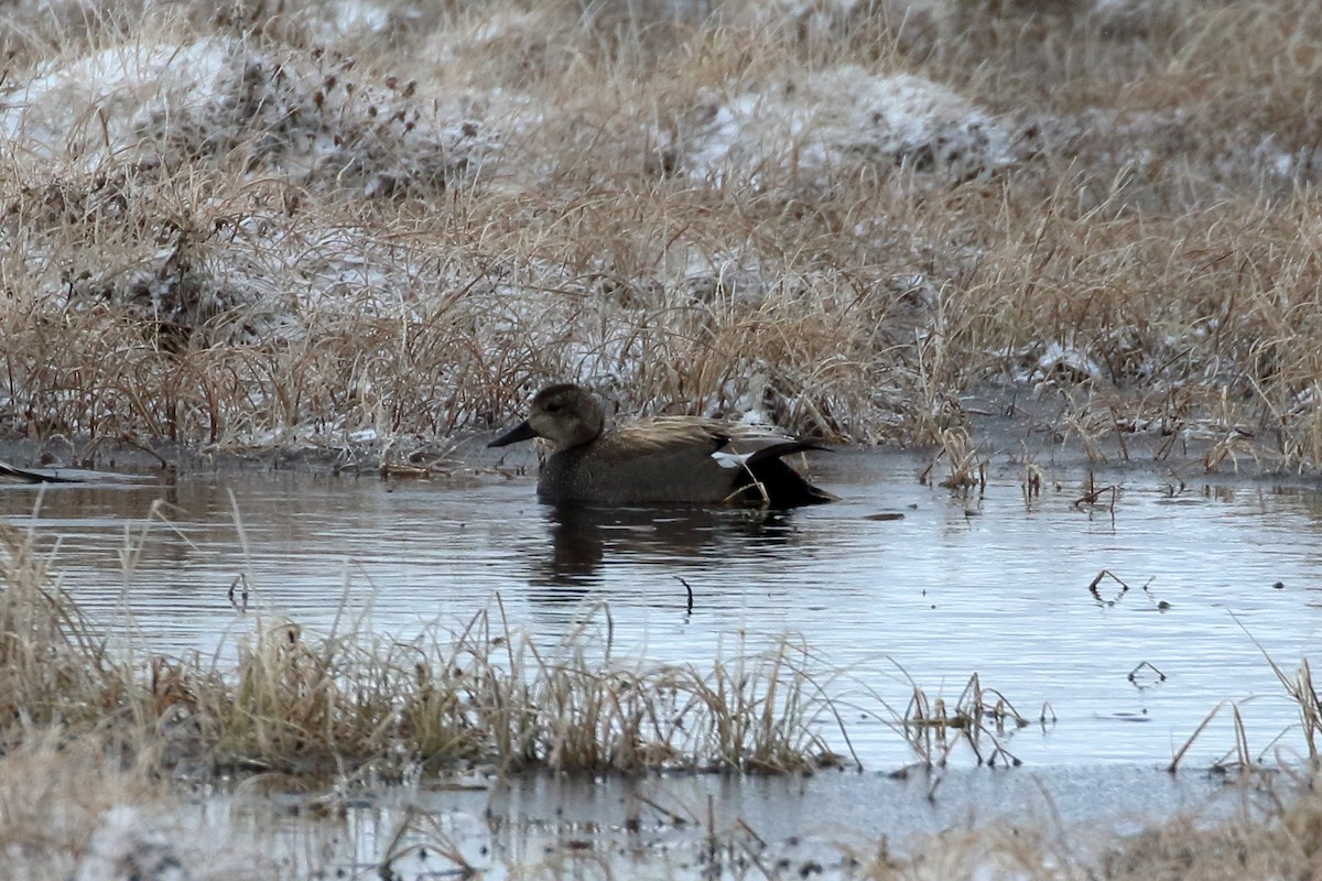 Gadwall - ML342906701