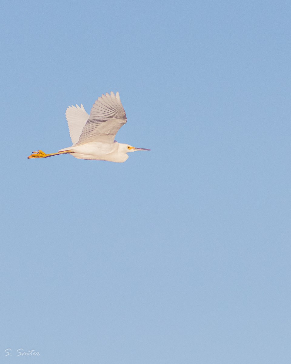 Snowy Egret - ML342906721