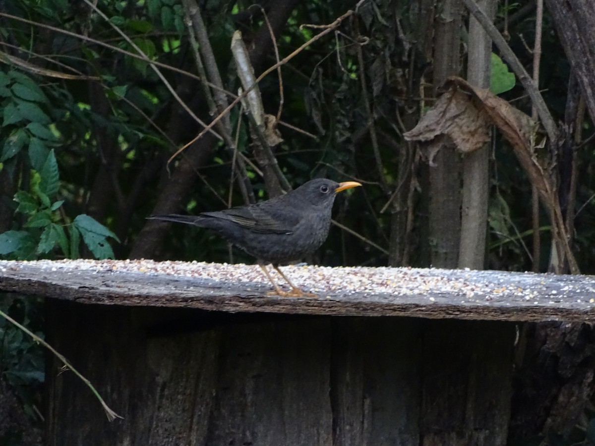 Chiguanco Thrush - ML342907331