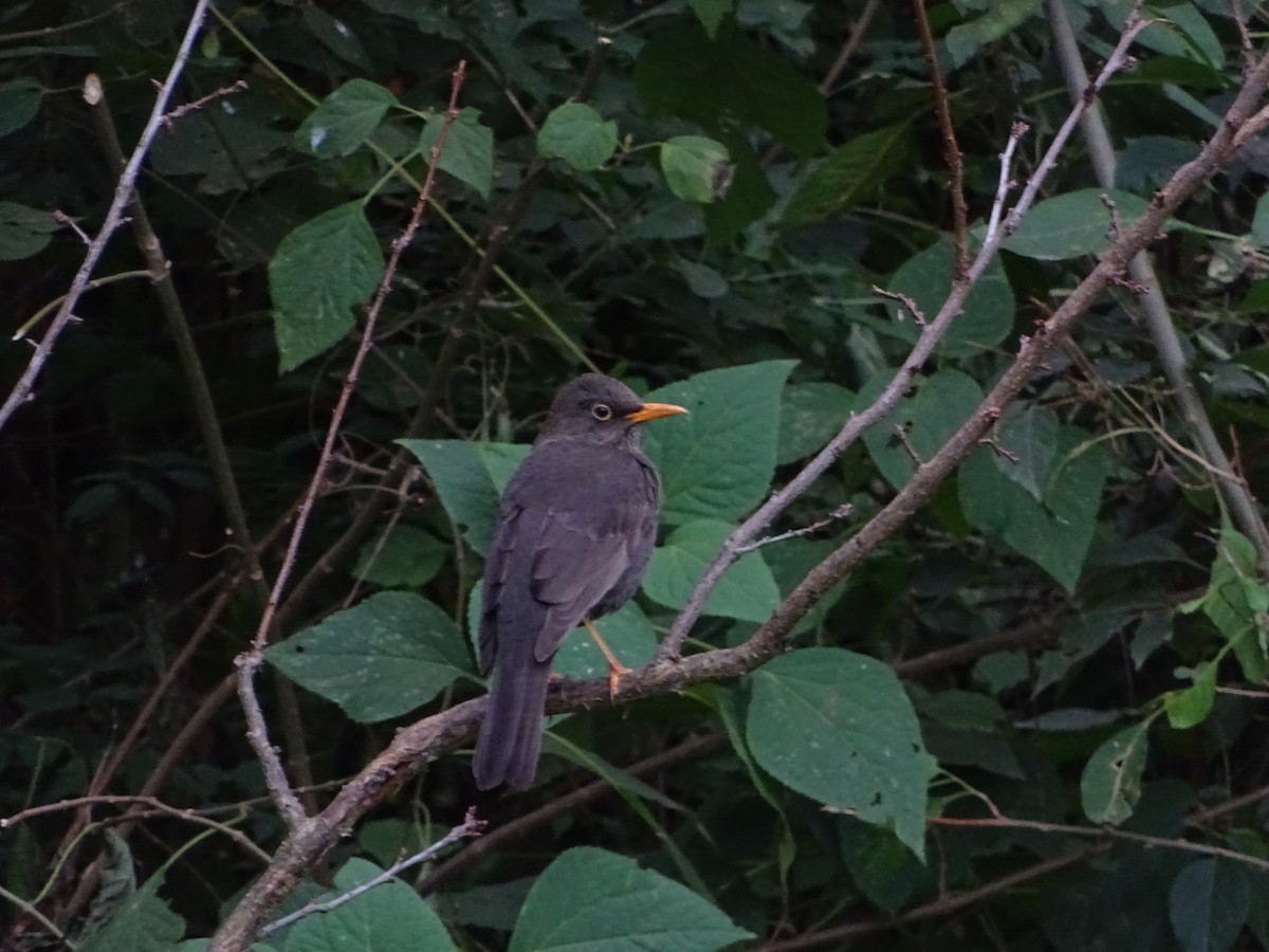 Chiguanco Thrush - ML342907361