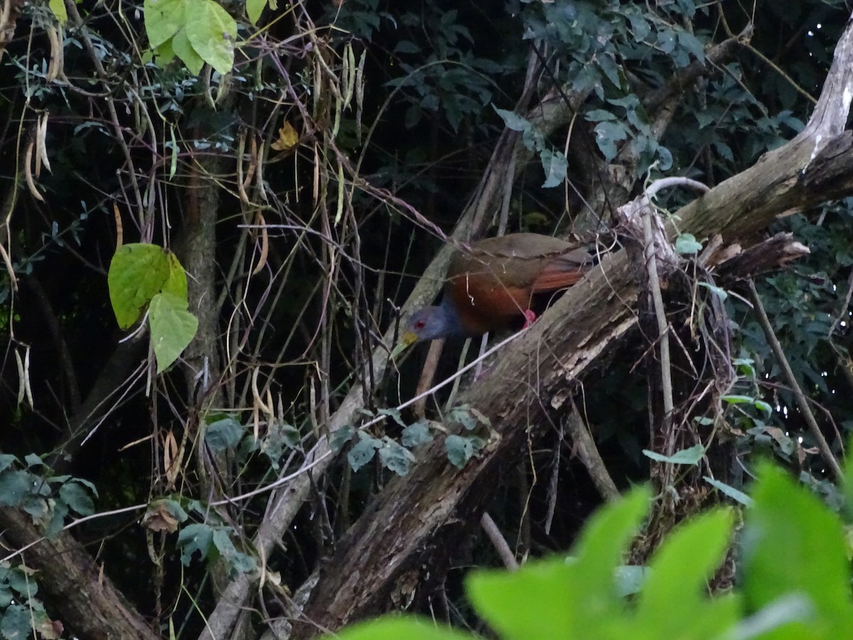 Gray-cowled Wood-Rail - ML342907521