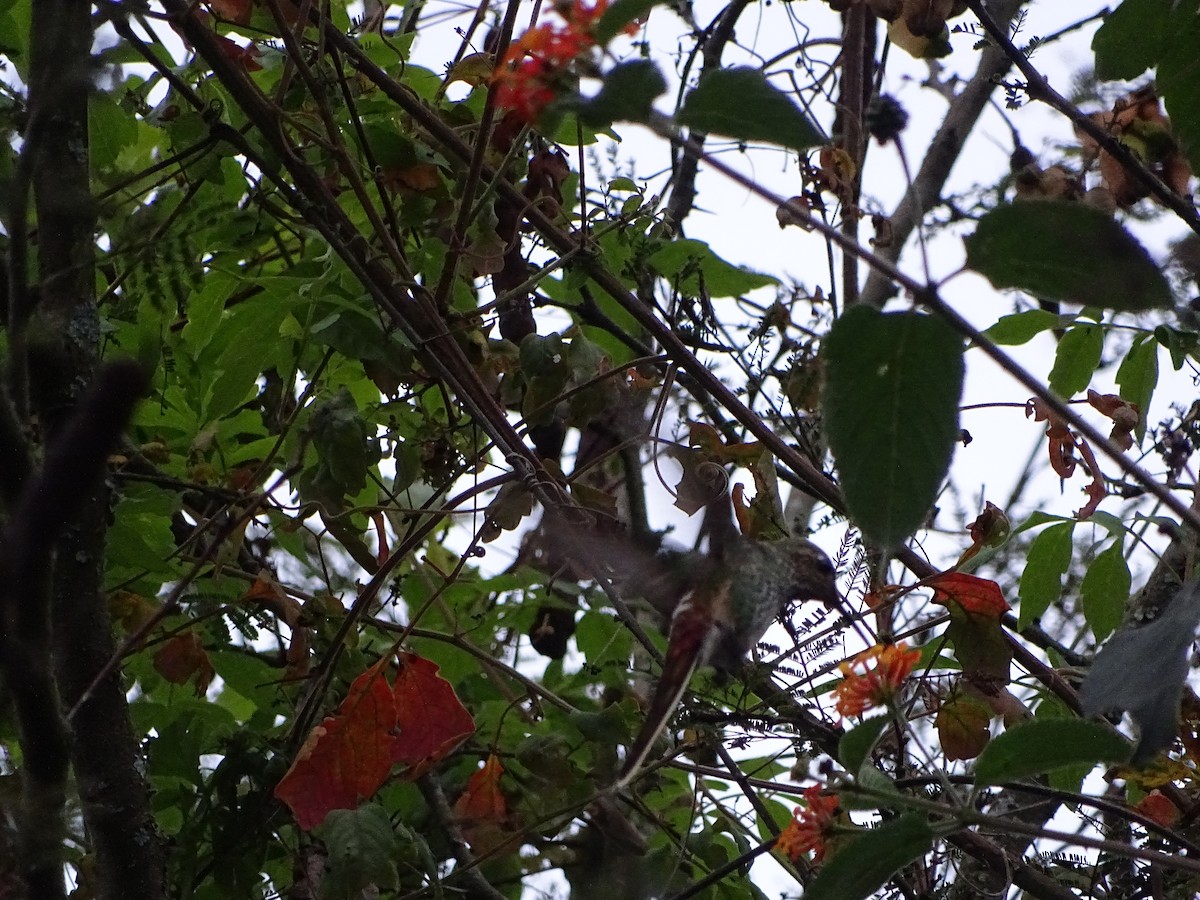 Red-tailed Comet - ML342907561