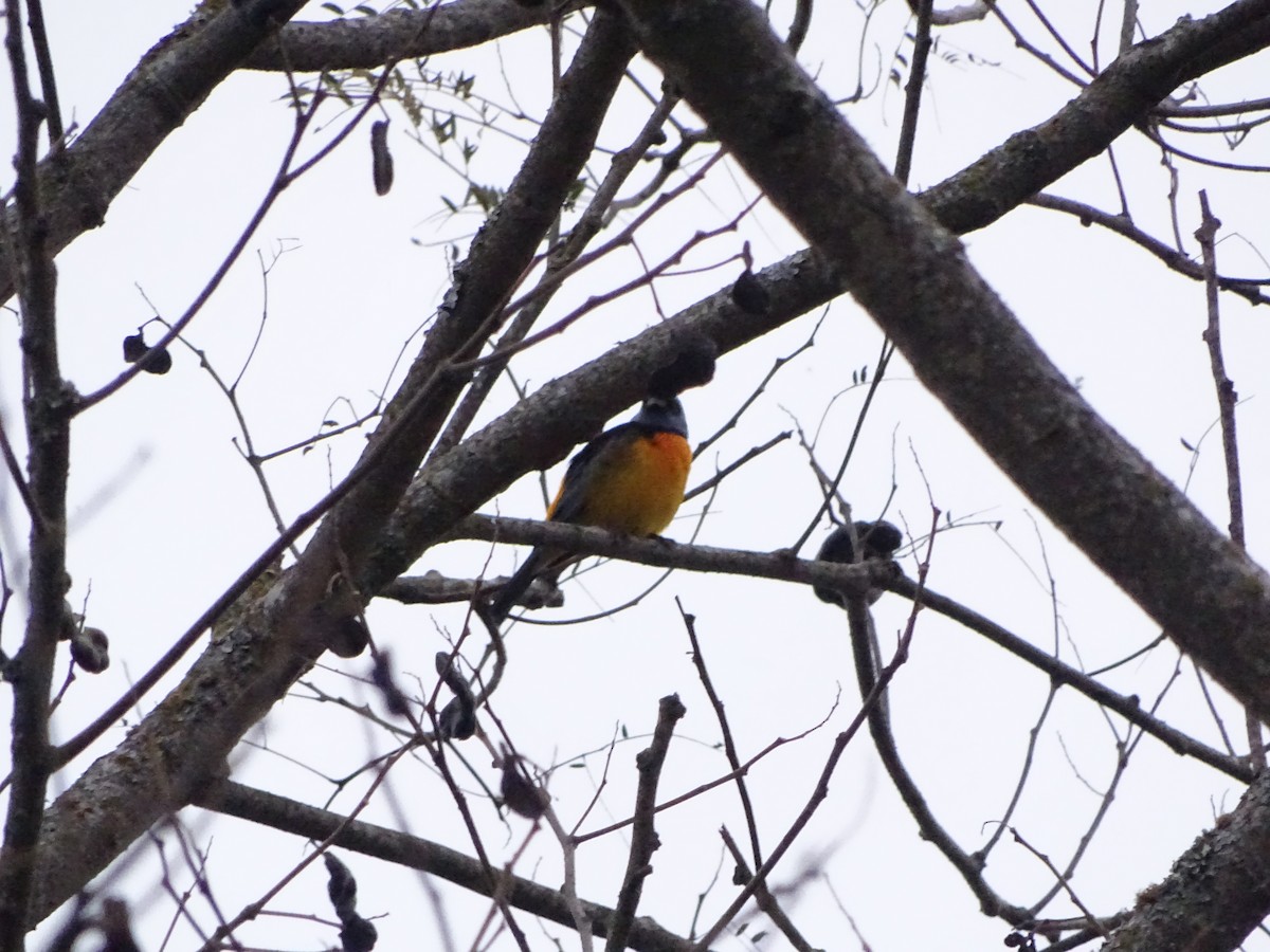 Blue-and-yellow Tanager - ML342907791