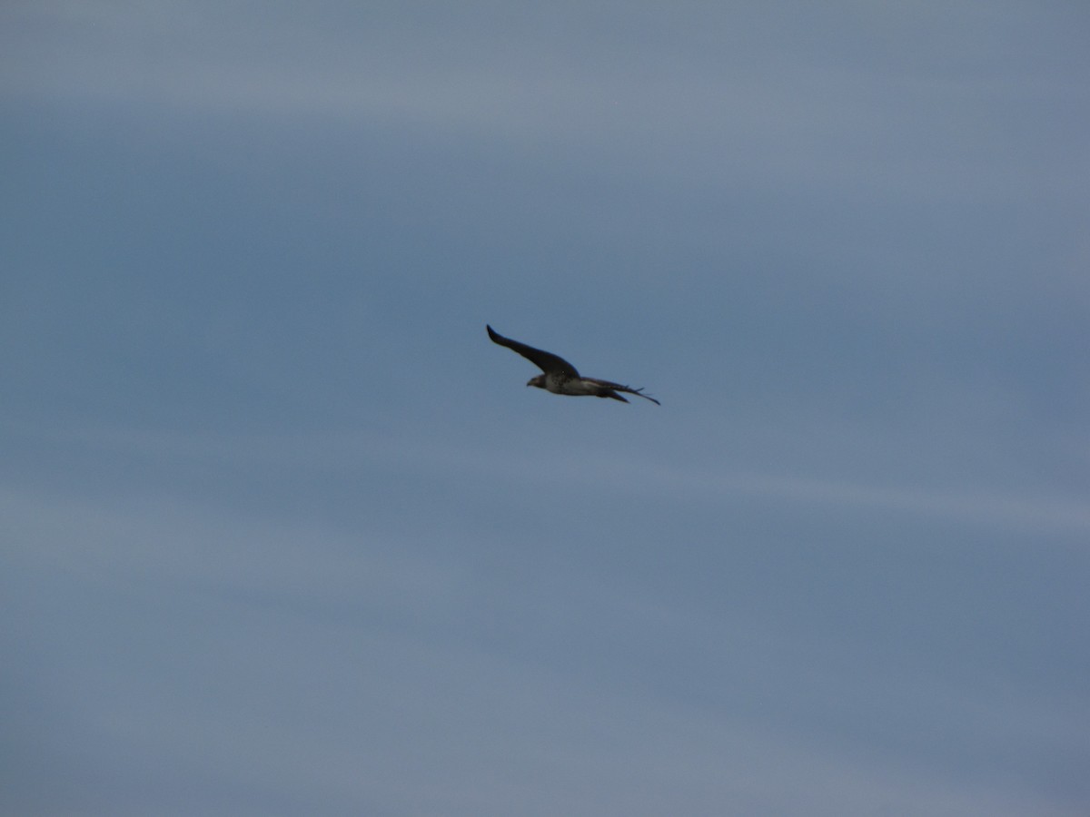 Red-tailed Hawk - ML34290821