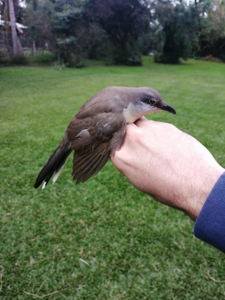 Dark-billed Cuckoo - ML342908261