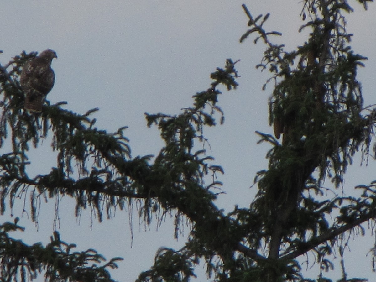 Red-tailed Hawk - ML34290831