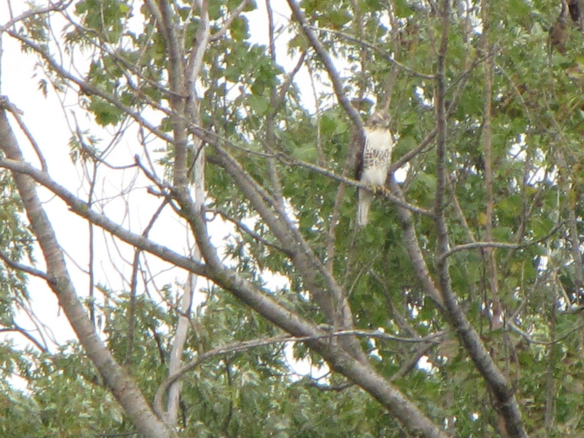 Red-tailed Hawk - ML34290841