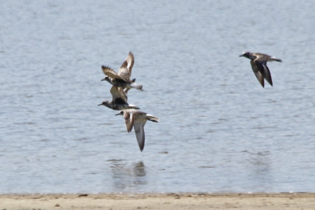 Black-bellied Plover - ML342910211