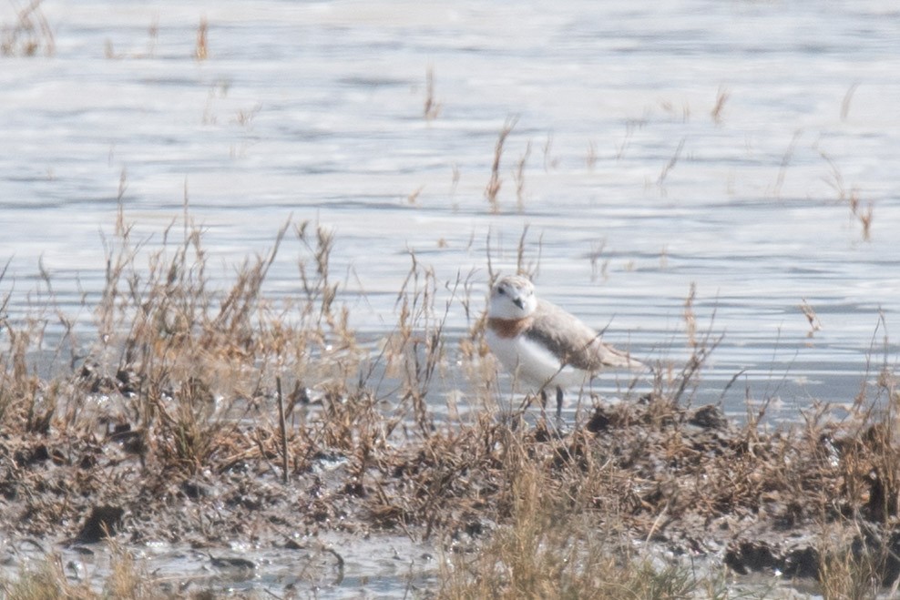 Chestnut-banded Plover - Nancy Christensen