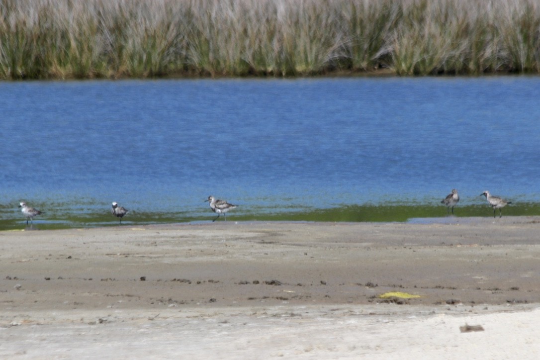 Black-bellied Plover - ML342910231