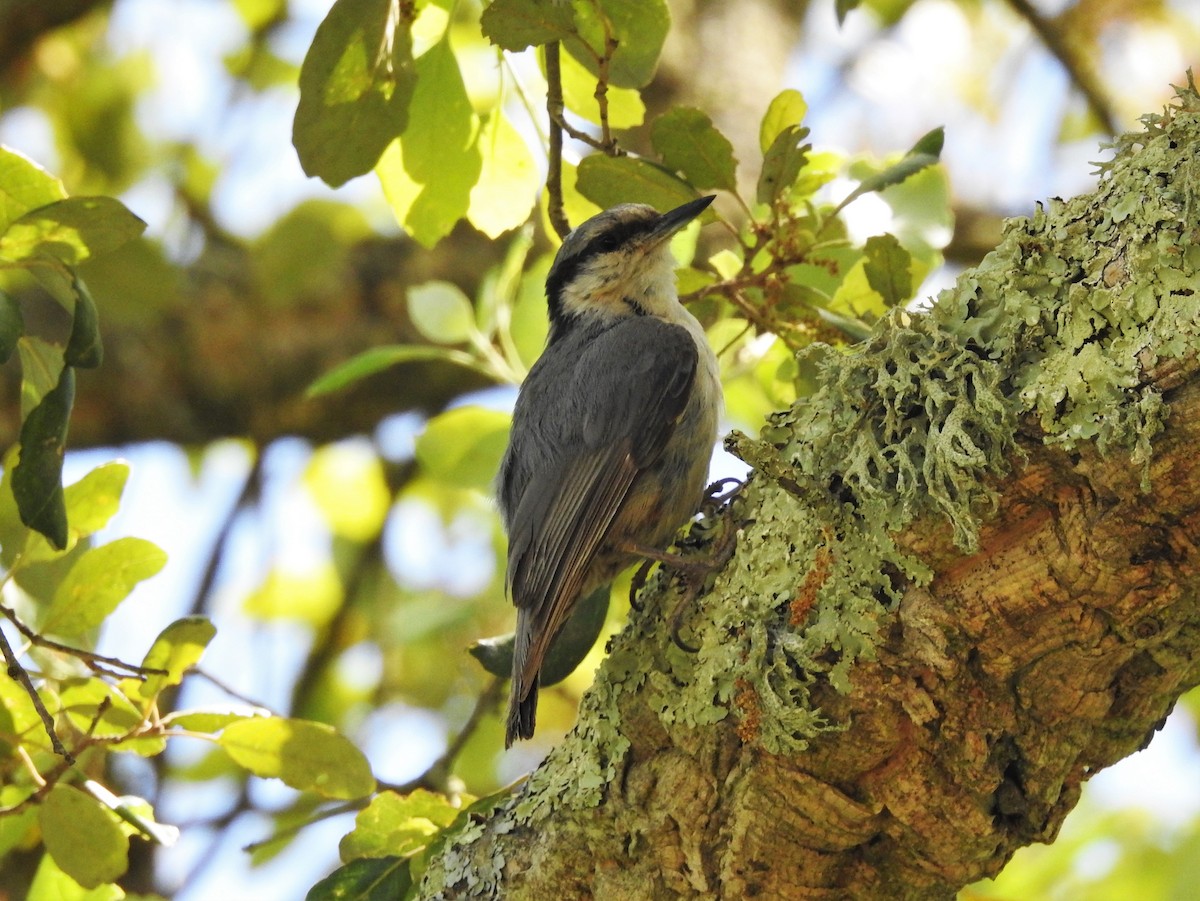 Garrapo eurasiarra - ML342911291