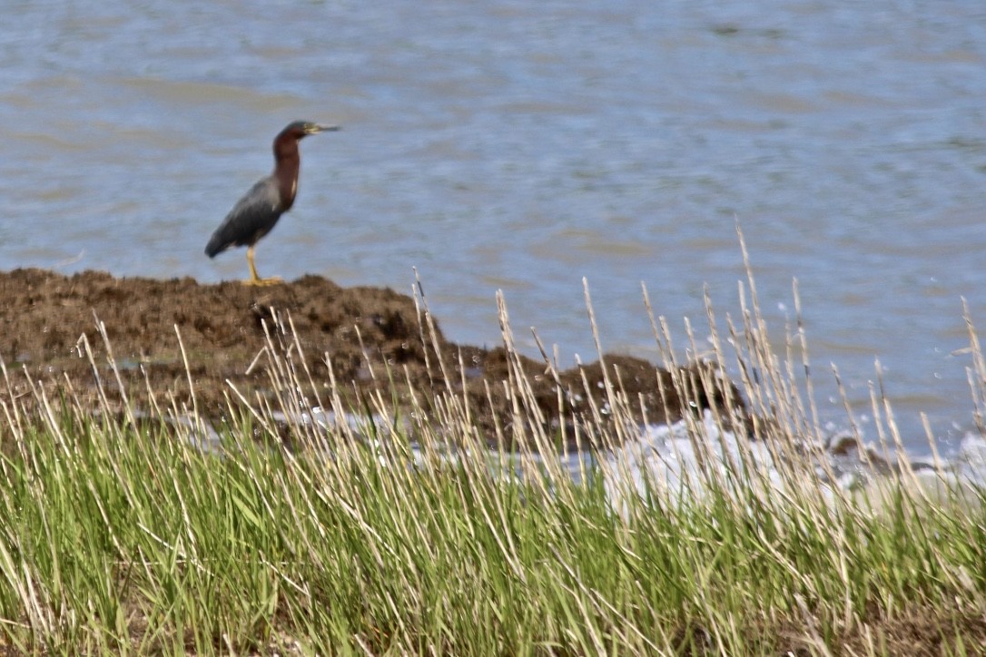 Green Heron - ML342911311