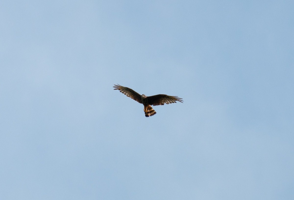 Long-winged Harrier - ML342912211