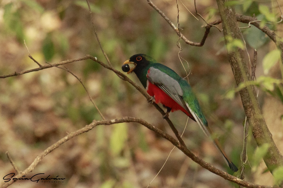 trogon krásný - ML342914581