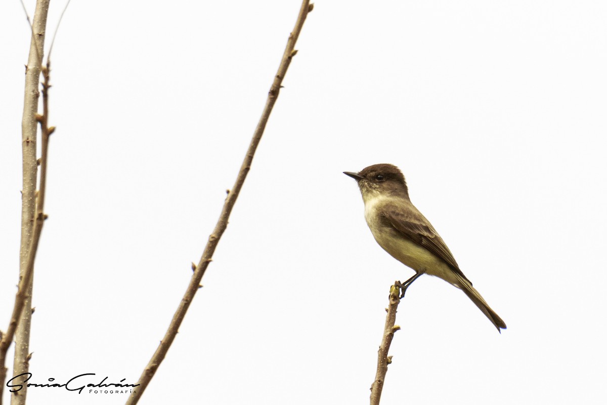 Eastern Phoebe - ML342915151