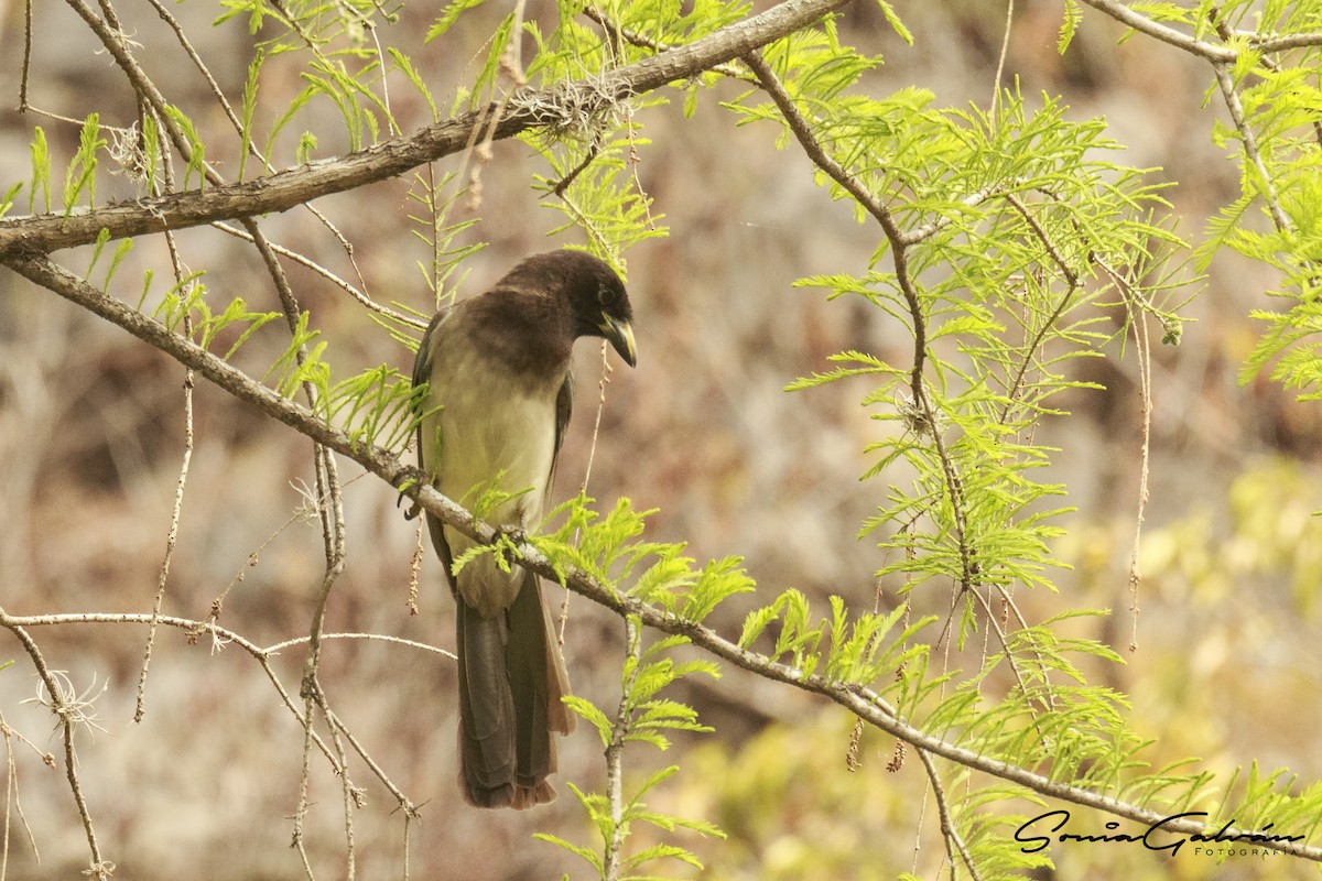 Brown Jay - ML342915511