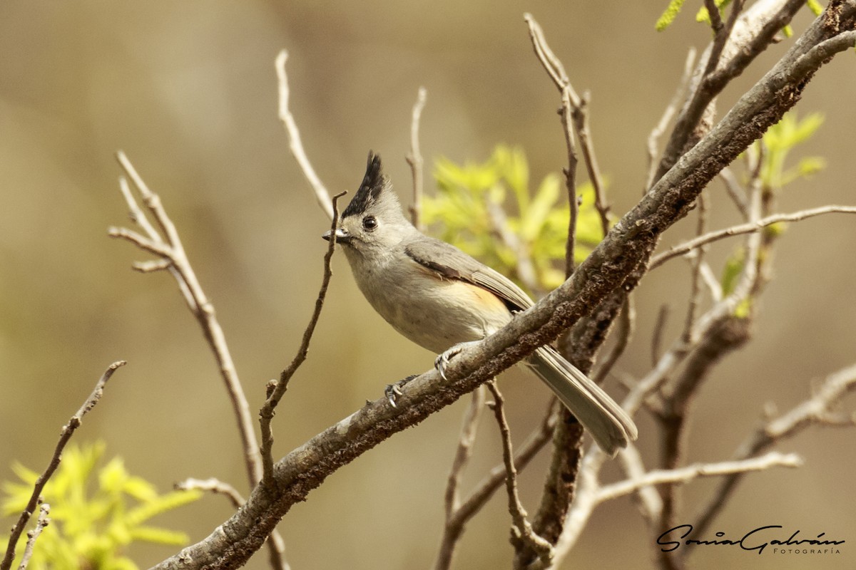 Black-crested Titmouse - Sonia Galván