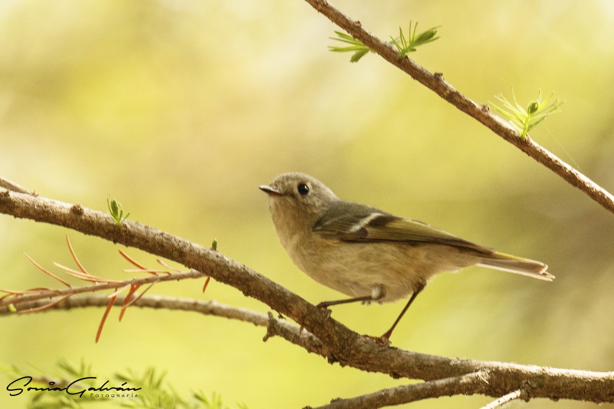 Ruby-crowned Kinglet - ML342916021