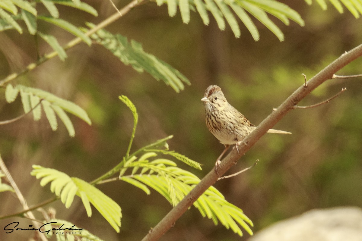 Lincoln's Sparrow - ML342916491