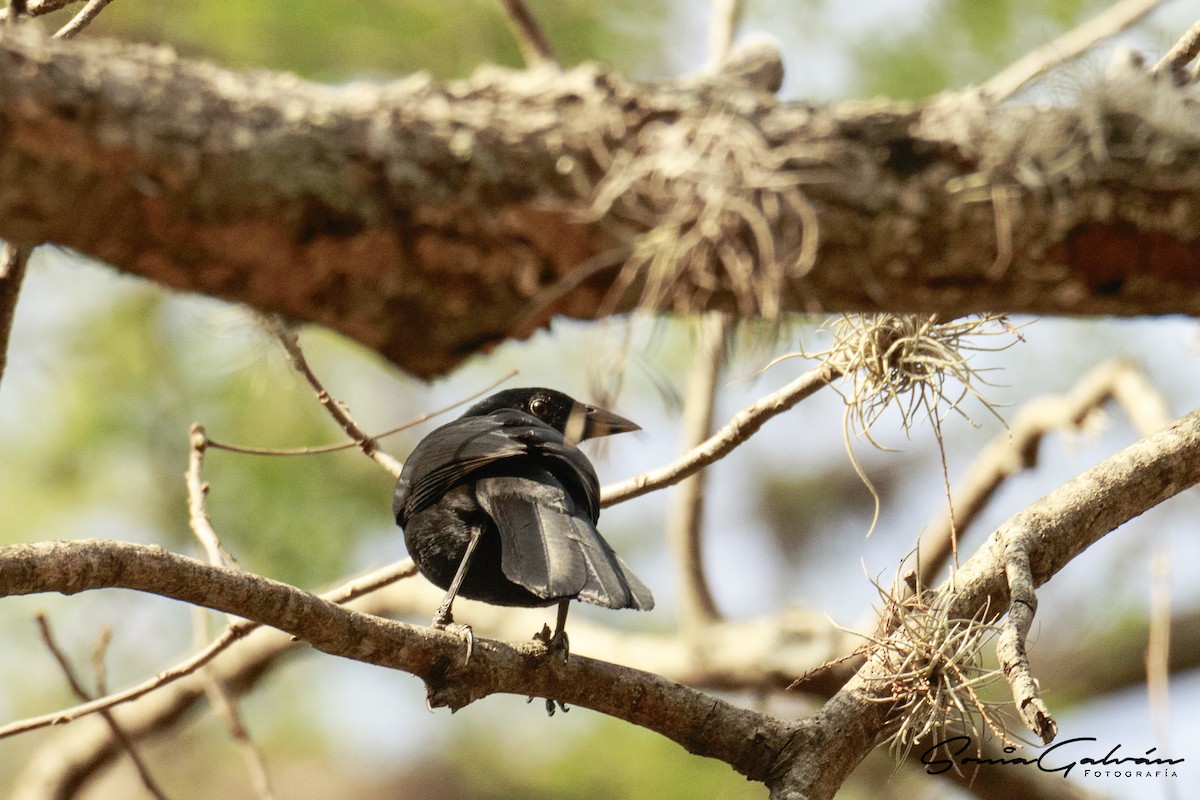 Melodious Blackbird - ML342916611