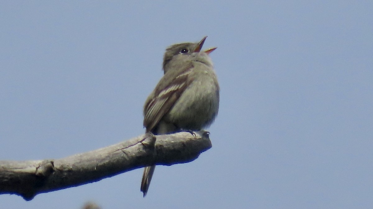 Hammond's Flycatcher - Nick Komar