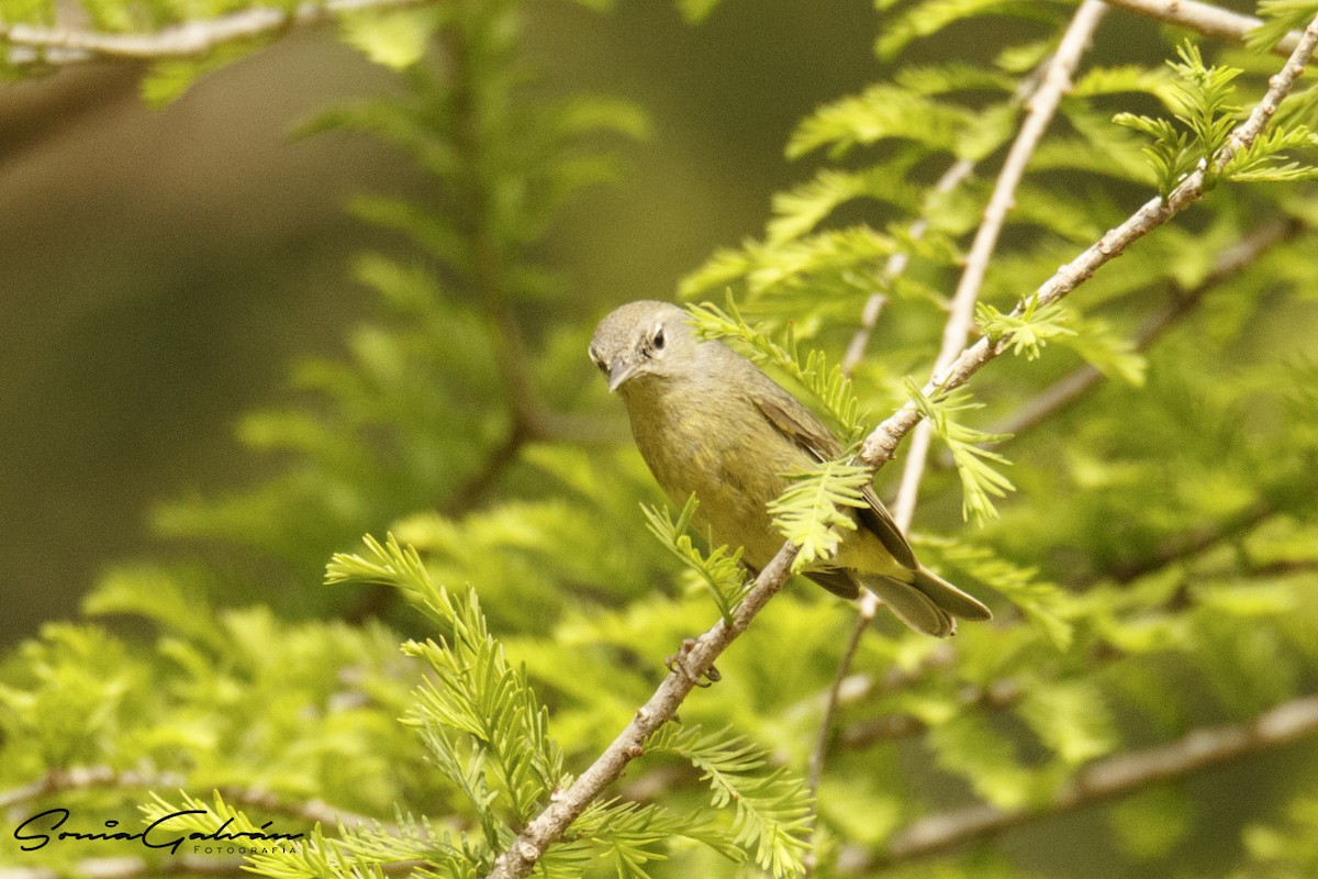 Orange-crowned Warbler - ML342916851