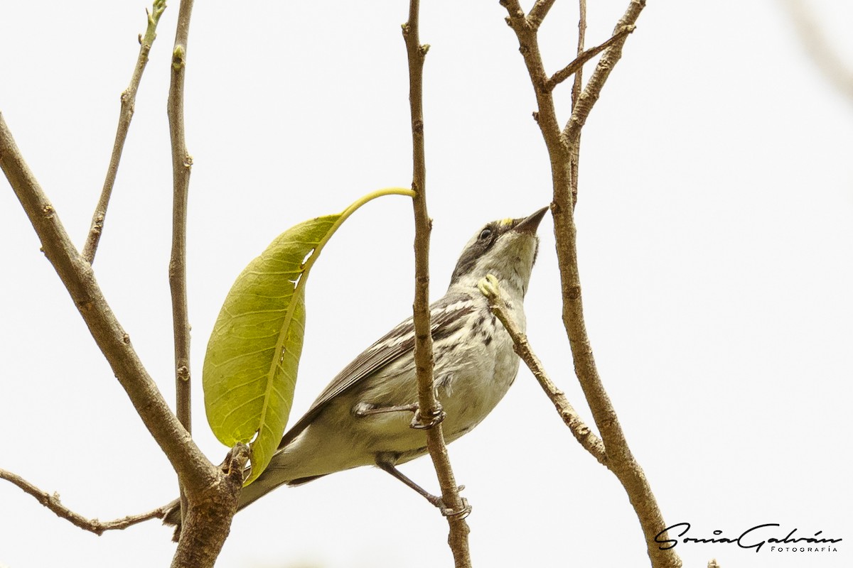 Black-throated Gray Warbler - ML342916901