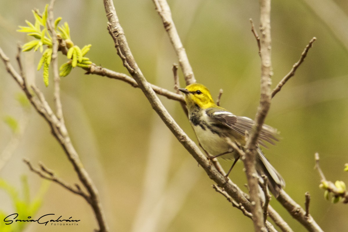 Black-throated Green Warbler - ML342916991