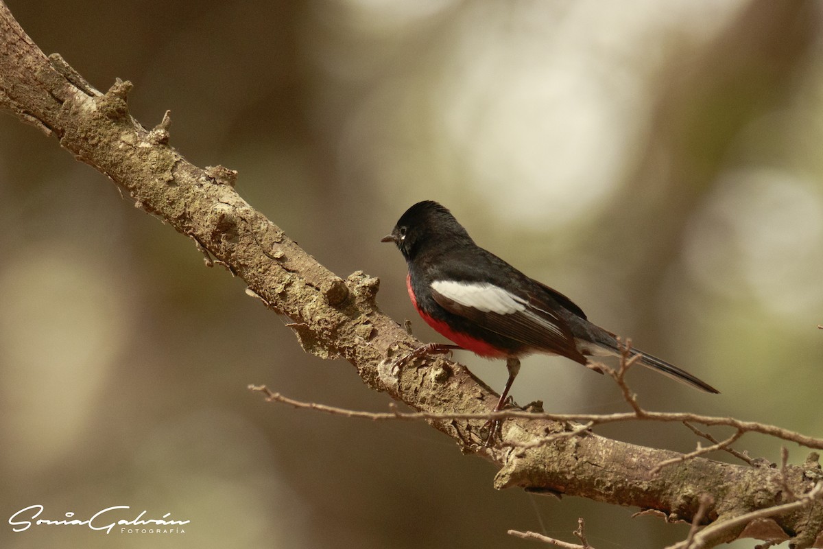 Painted Redstart - Sonia Galván