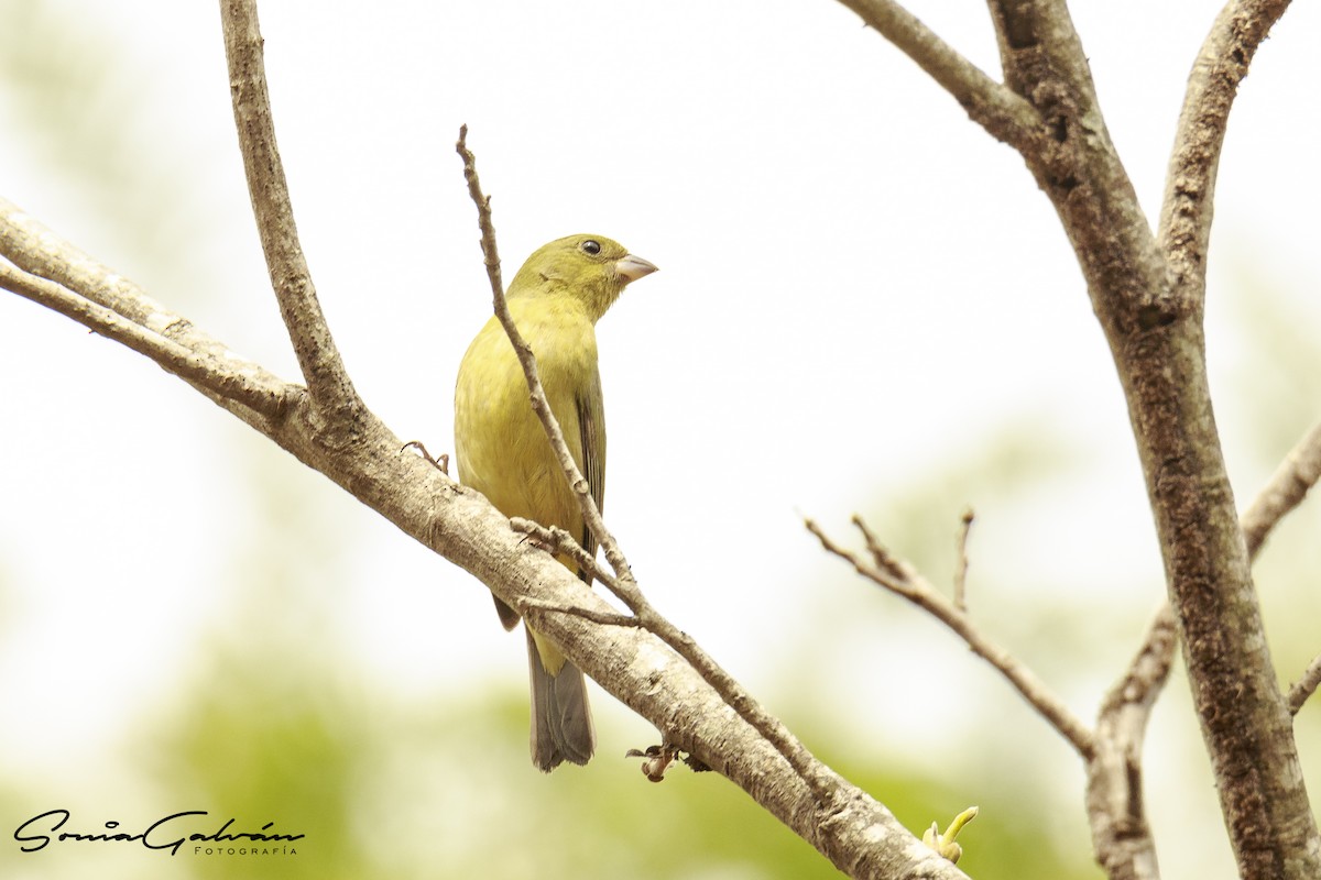 Painted Bunting - Sonia Galván