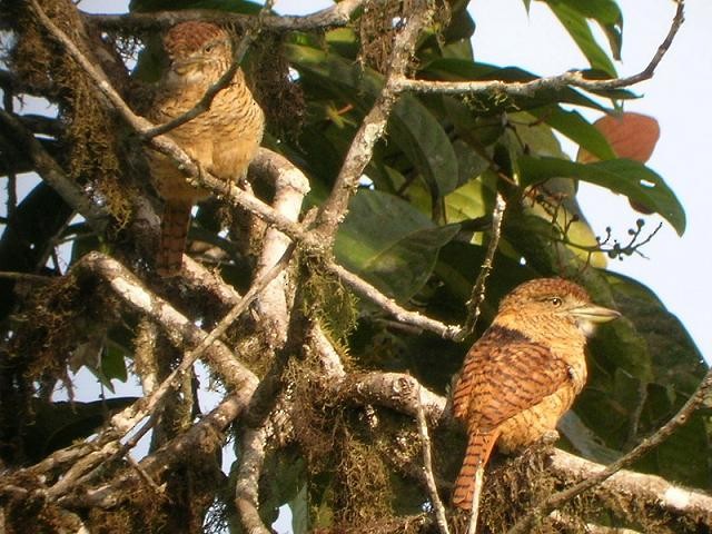 Barred Puffbird - ML34291771