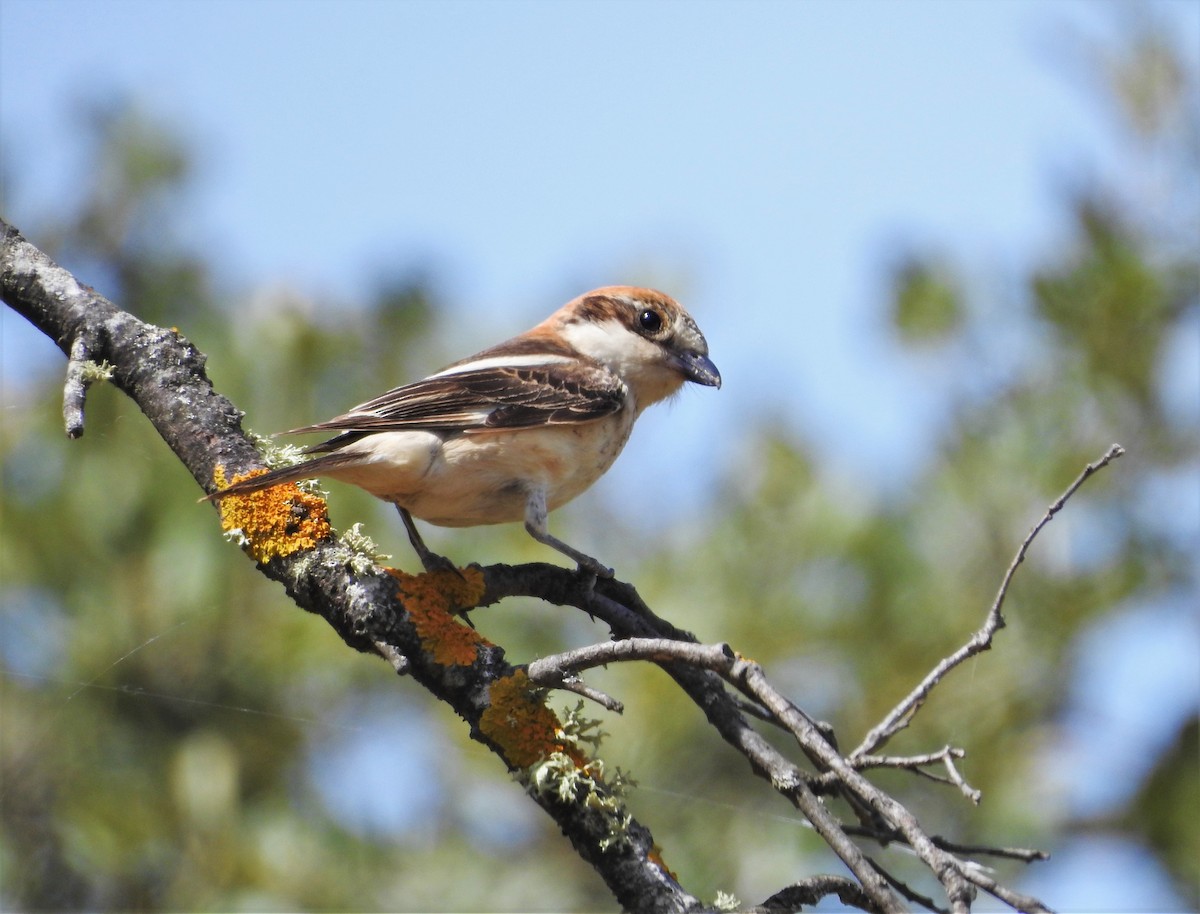 Antzandobi kaskagorria - ML342919361