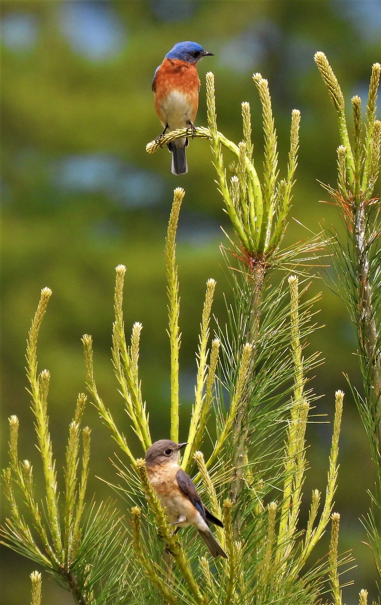Eastern Bluebird - ML342920201