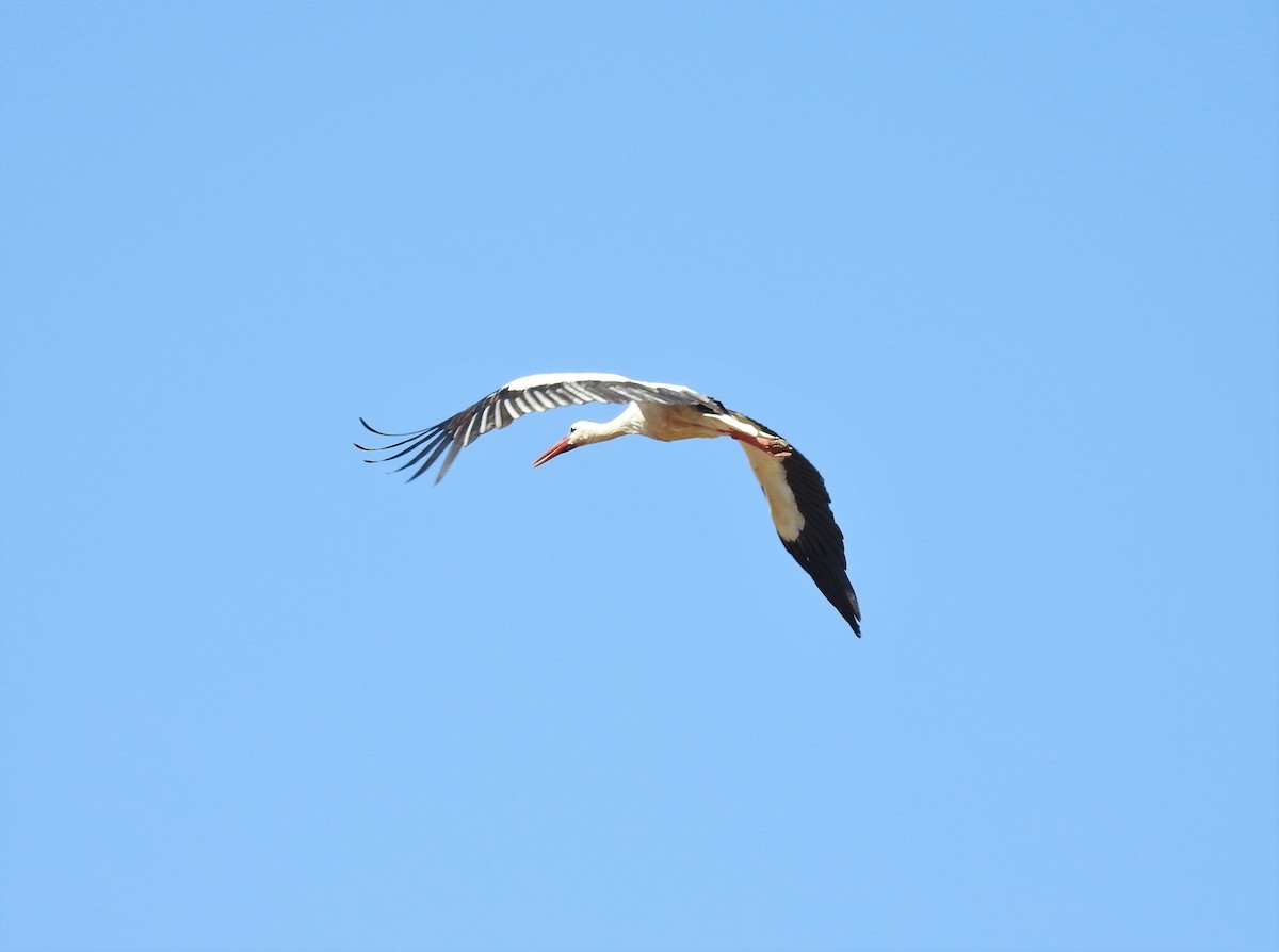 White Stork - ML342922031