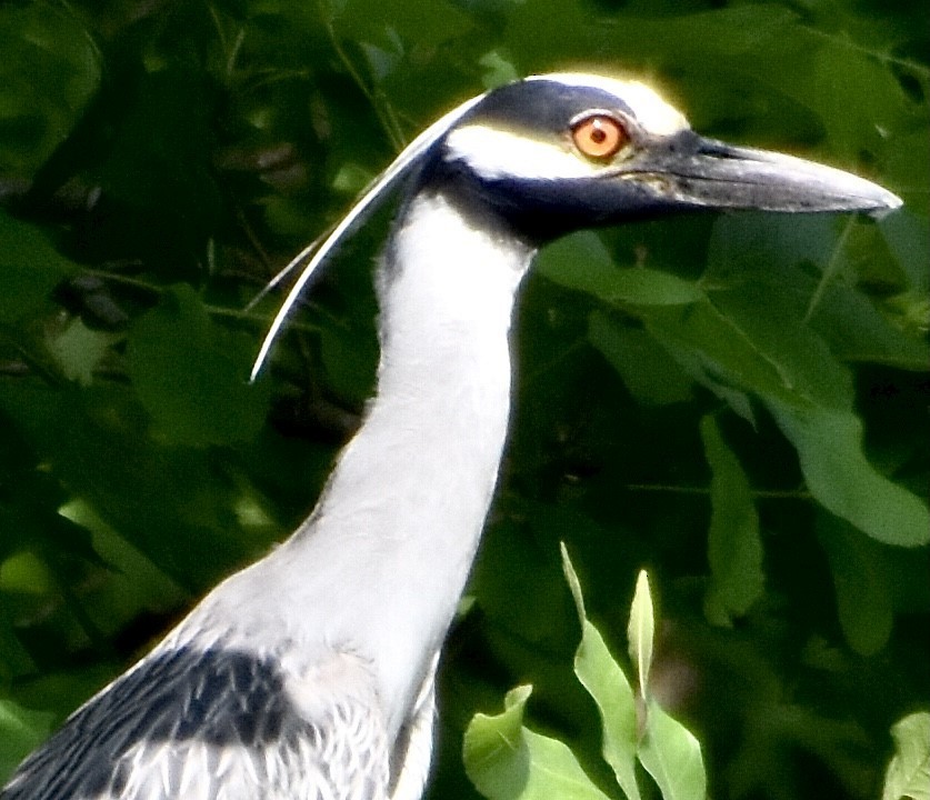 Yellow-crowned Night Heron - ML342923111