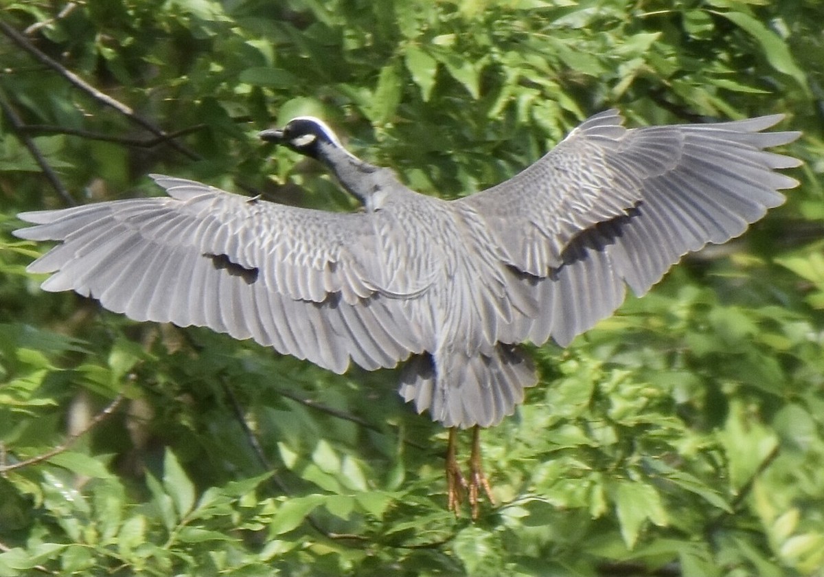 Yellow-crowned Night Heron - ML342923321