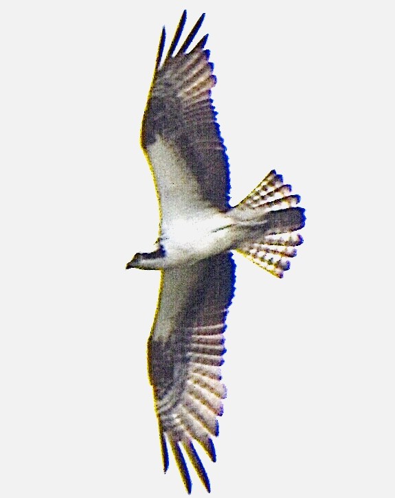 Águila Pescadora - ML342923511