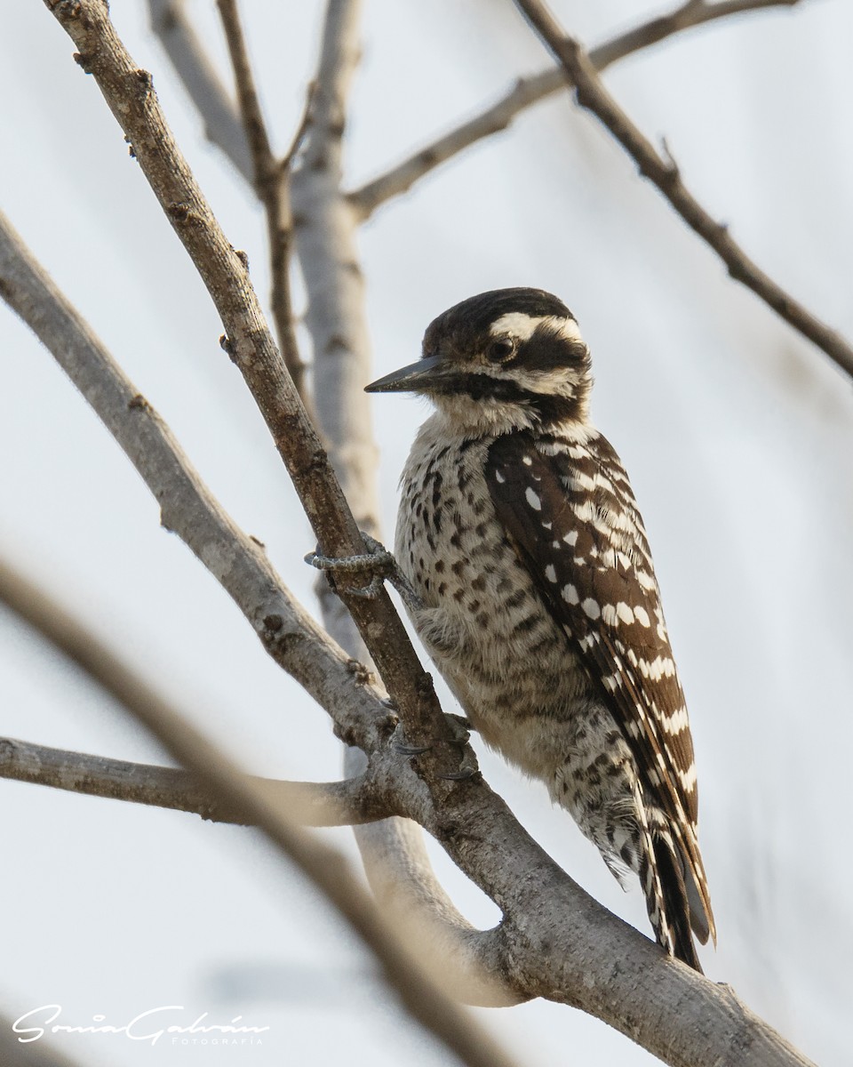 Ladder-backed Woodpecker - Sonia Galván