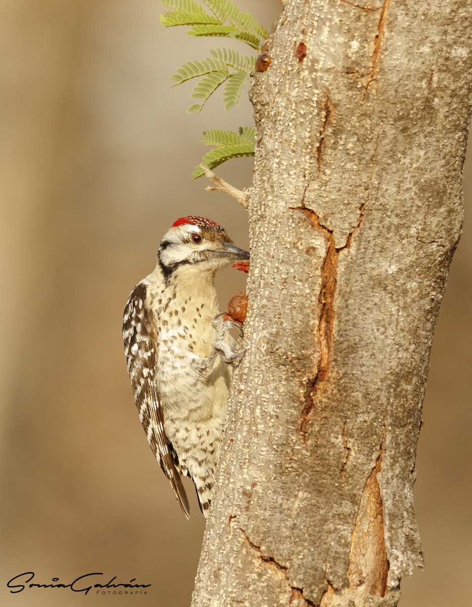 Ladder-backed Woodpecker - Sonia Galván