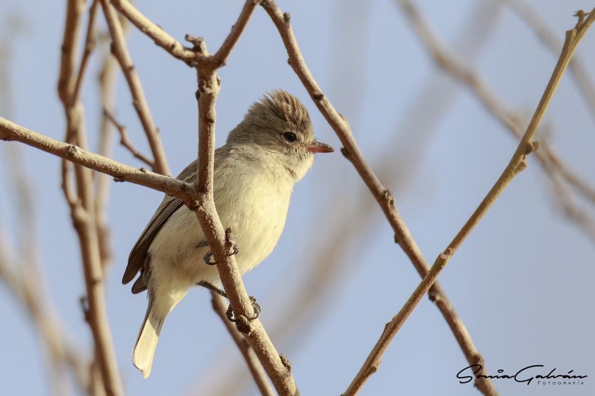 Northern Beardless-Tyrannulet - Sonia Galván