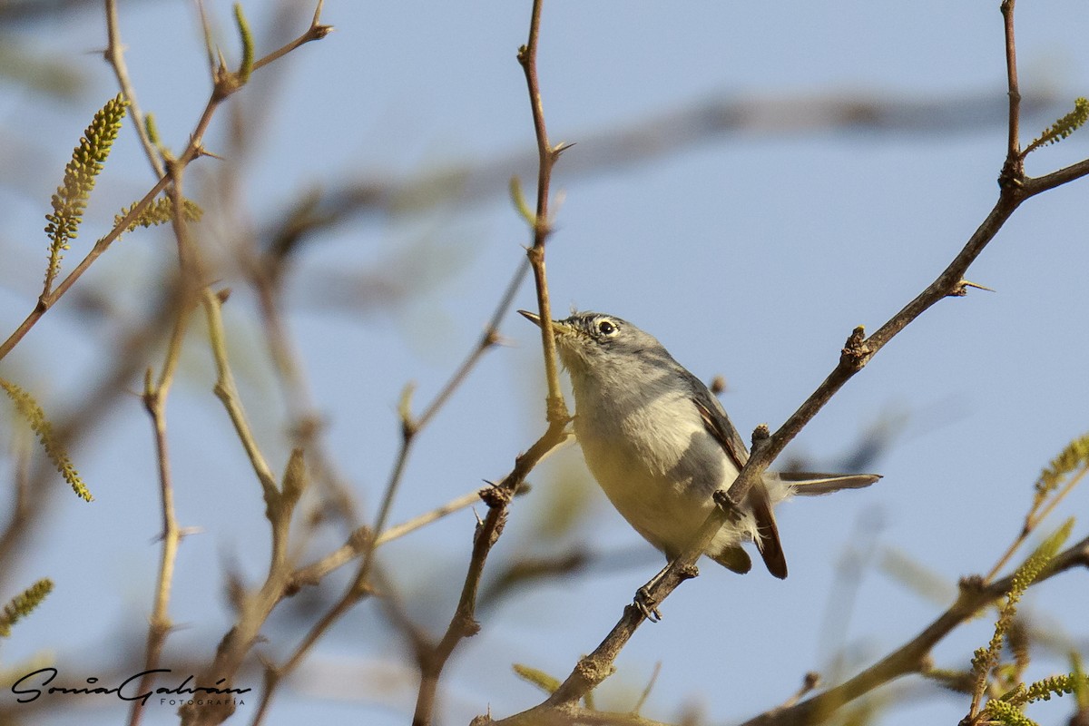 Blue-gray Gnatcatcher - ML342924111