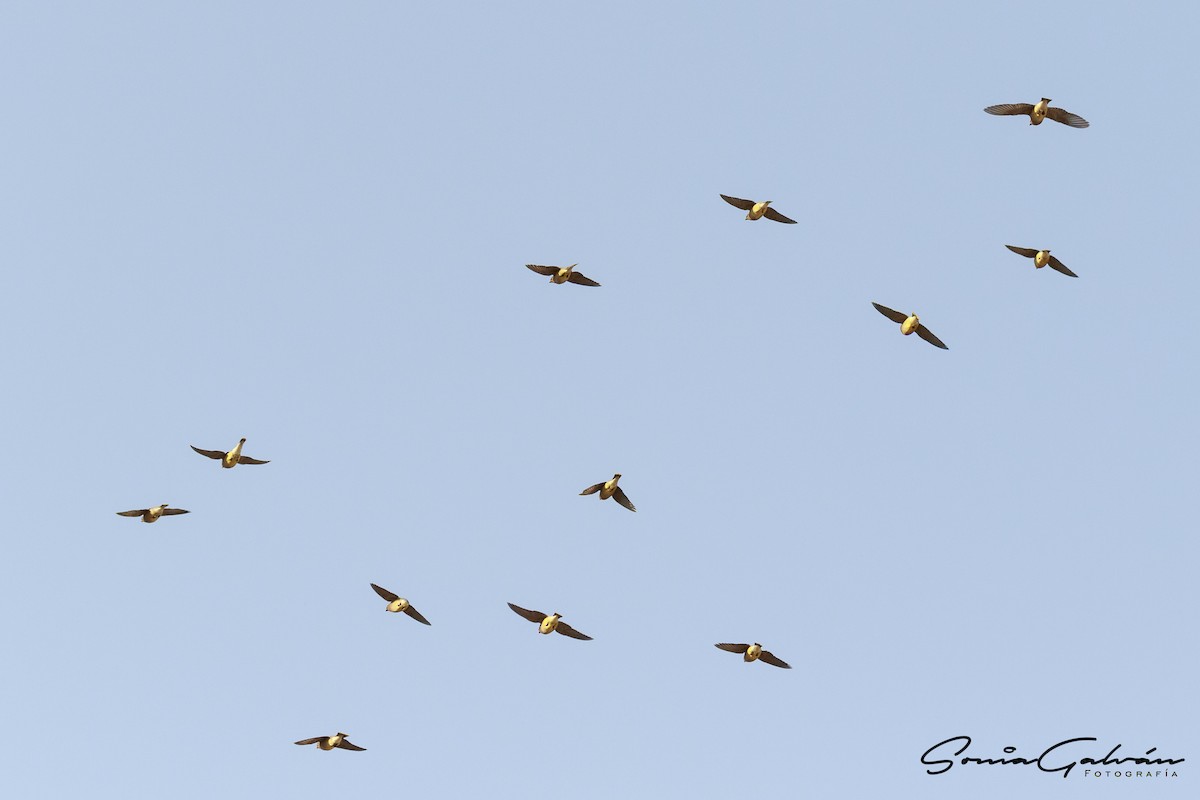 Cedar Waxwing - Sonia Galván