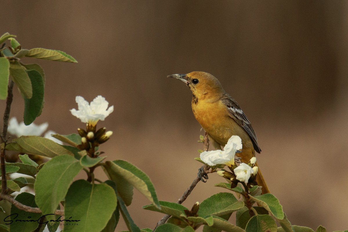 Oriole masqué - ML342924571