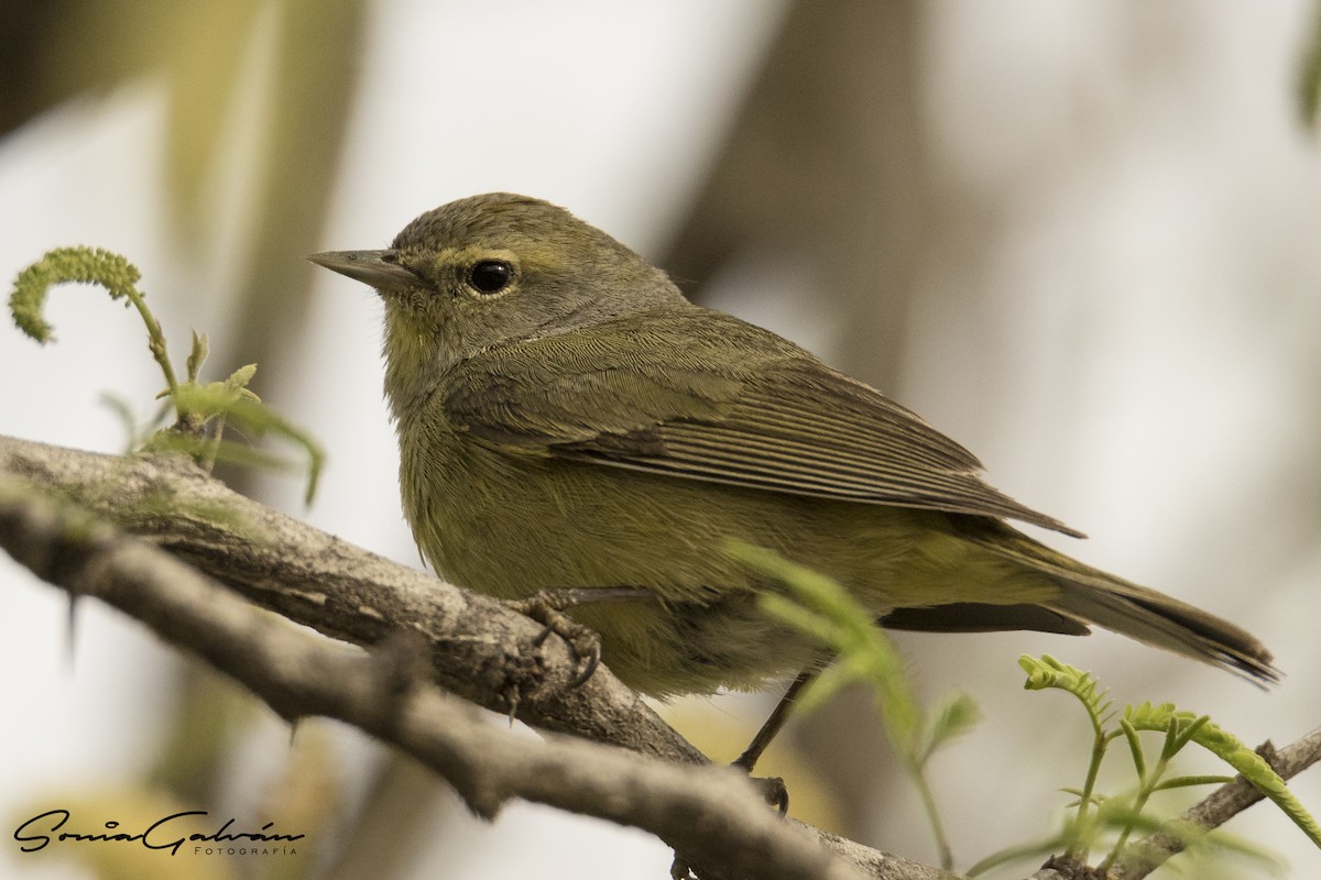 Orange-crowned Warbler - ML342924891