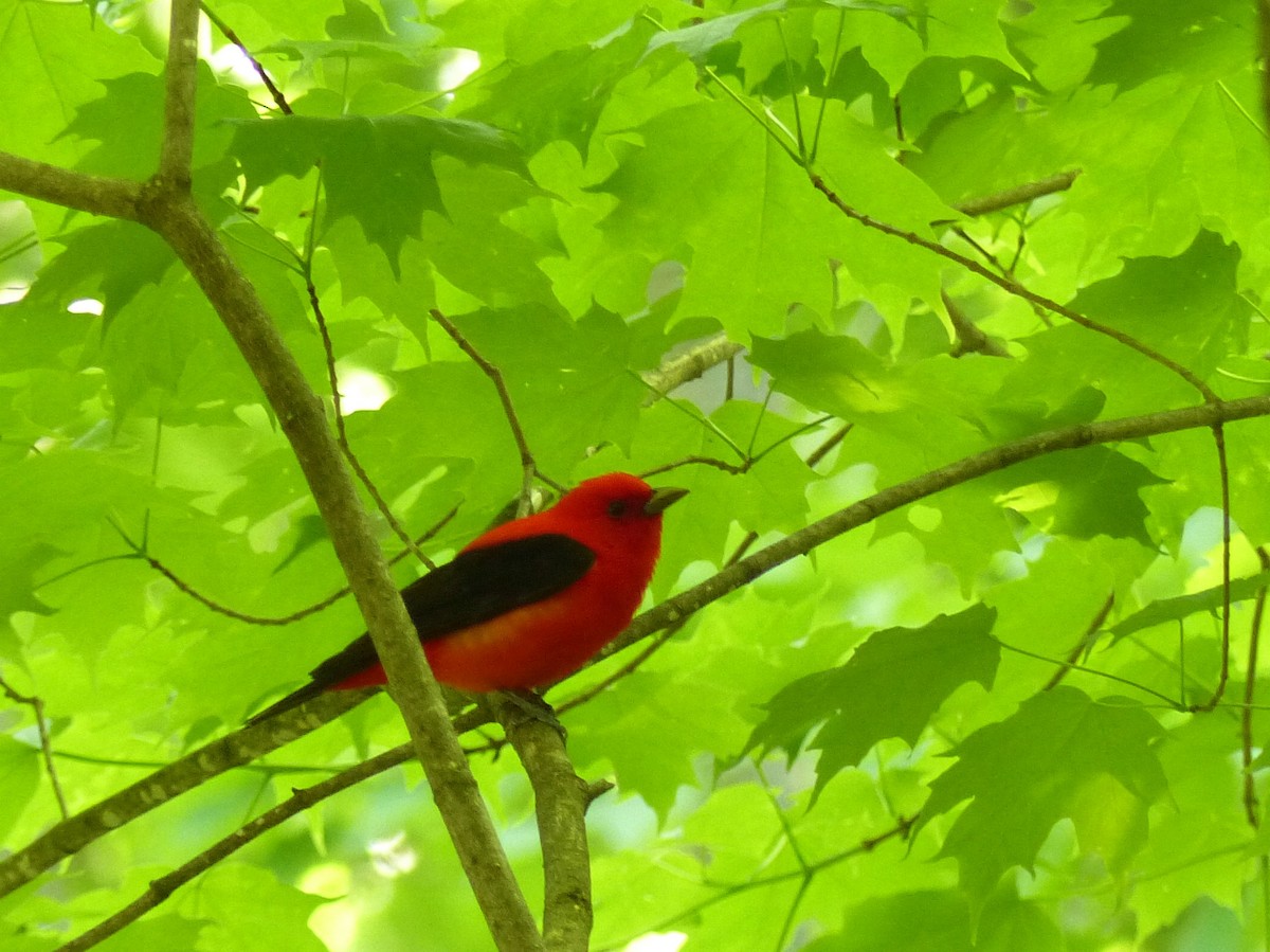 Scarlet Tanager - ML342925331