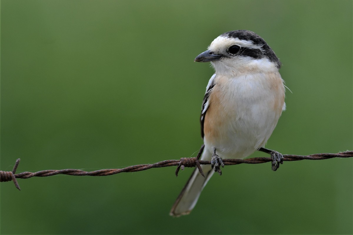 Masked Shrike - ML342925591