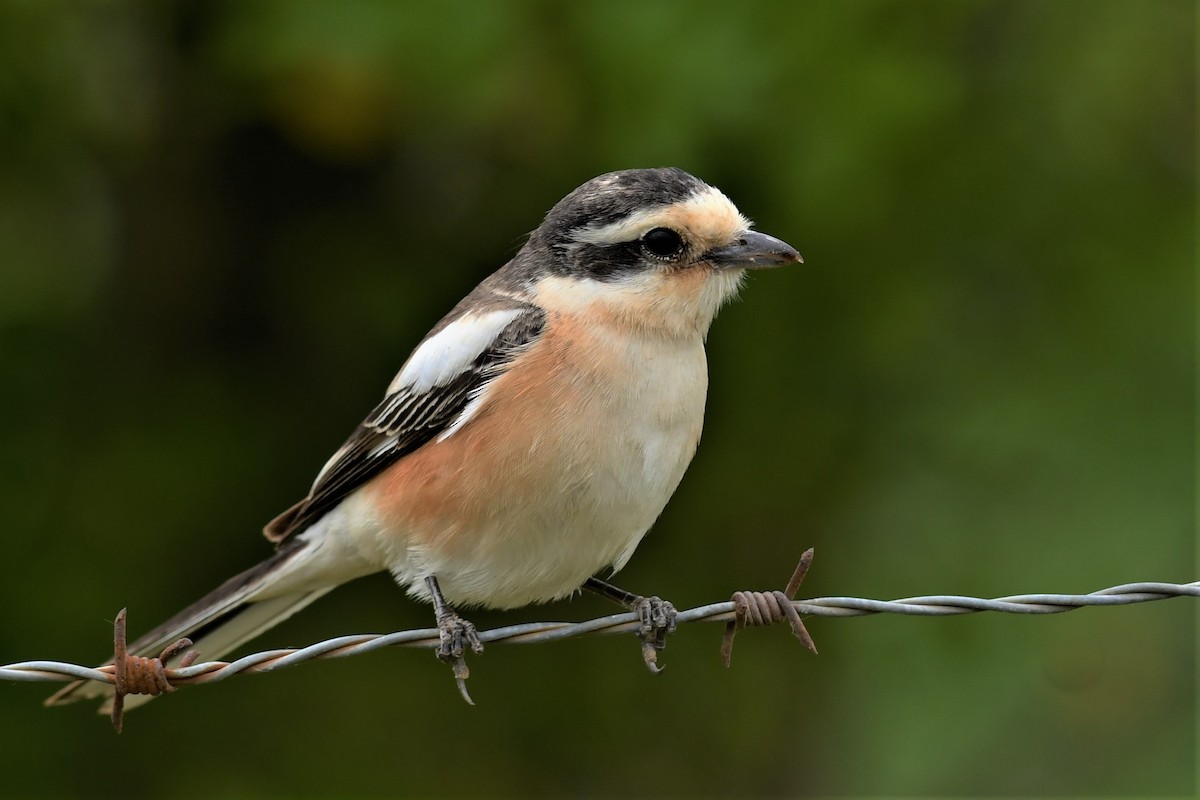 Masked Shrike - ML342925801