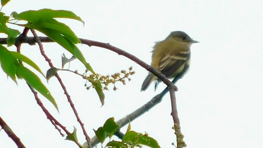 Willow Flycatcher - Christopher Whiteley