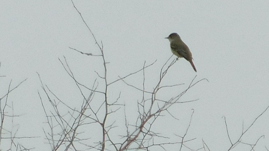 Willow Flycatcher - ML342925841