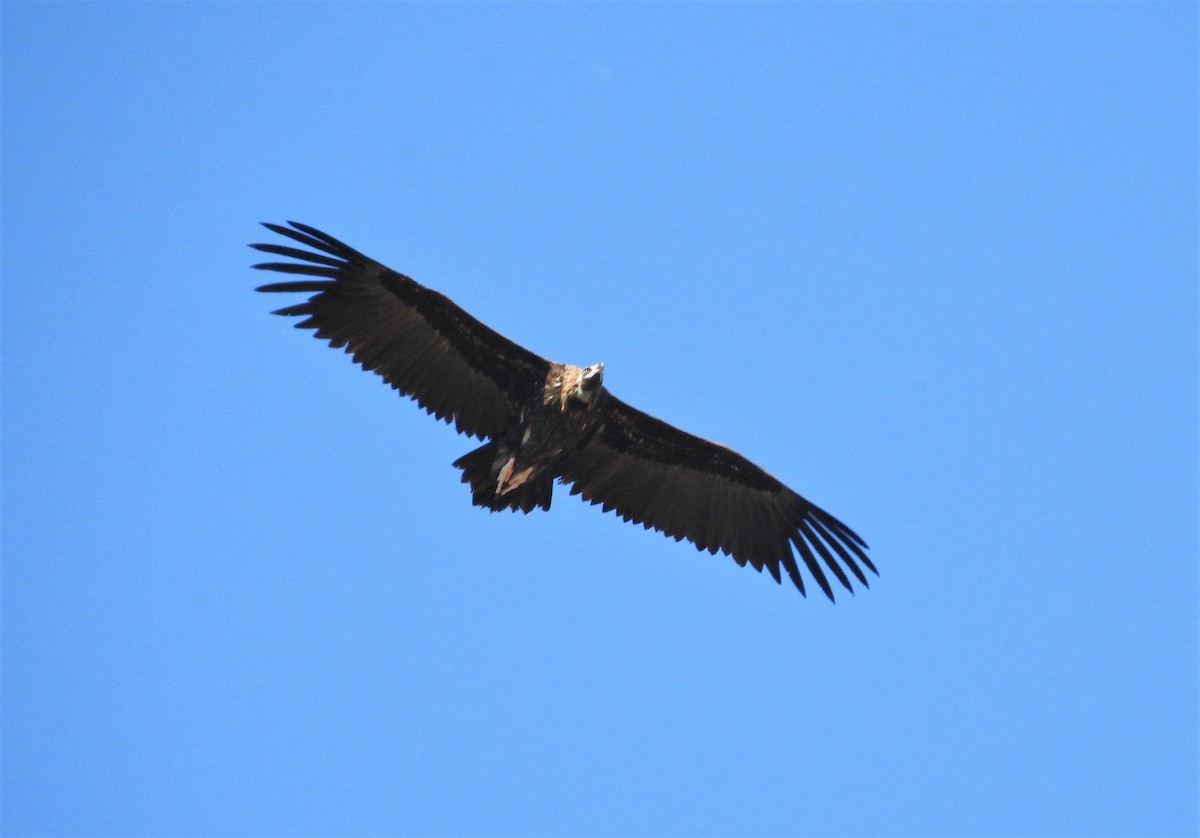 Cinereous Vulture - ML342926721